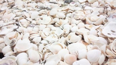 浦安三番瀬 潮干狩り 2020 白い貝殻