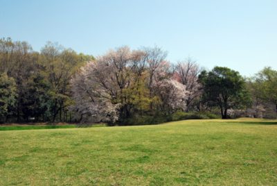 小金井公園 フリマ 4 月 桜