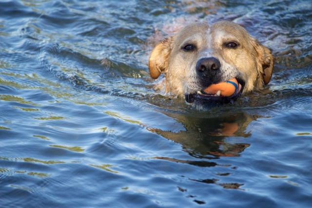 川遊び 犬 ボール 泳ぐ